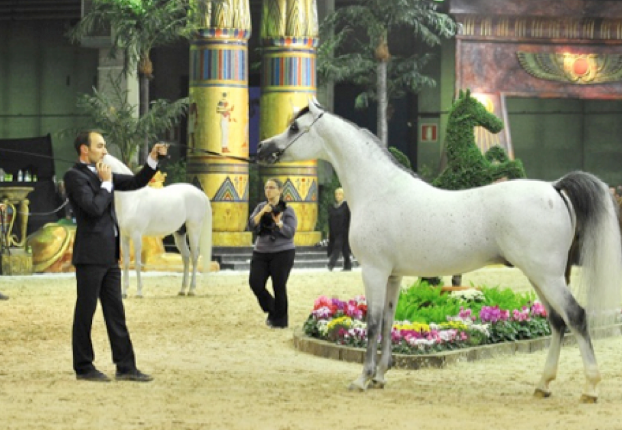 (Maximus) Wins Bronze at Senior Male Championship at the European Horse